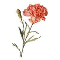 ai gerado 3d Renderização do uma cravo flor em transparente fundo - ai gerado png