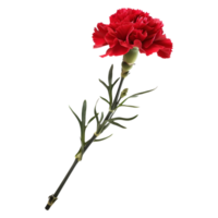 ai generado 3d representación de un clavel flor en transparente antecedentes - ai generado png