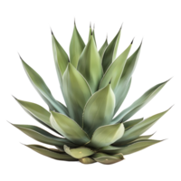 AI generated 3D Rendering of a Agave Montana on Transparent Background - Ai Generated png