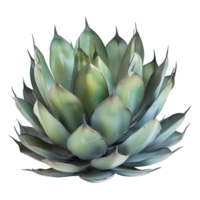 ai generado 3d representación de un agave Montana en transparente antecedentes - ai generado png