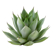 ai generado 3d representación de un agave Montana en transparente antecedentes - ai generado png