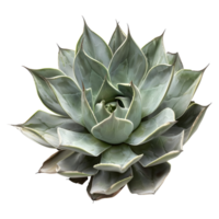 ai gerado 3d Renderização do uma agave montana em transparente fundo - ai gerado png