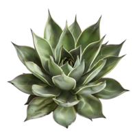 ai generado 3d representación de un agave Montana en transparente antecedentes - ai generado png