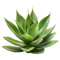 ai gerado 3d Renderização do uma agave montana em transparente fundo - ai gerado png