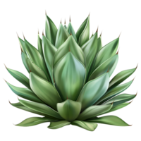 ai generado 3d representación de un agave Montana en transparente antecedentes - ai generado png