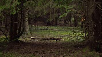 gli sport e ricreazione escursioni a piedi concetto. un' uomo con un' zaino viaggi attraverso un' bellissimo foresta. carpazi montagna gamma. Ucraina. 4k video