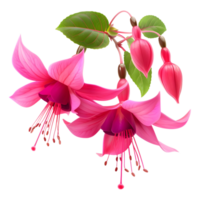 ai generado 3d representación de un nicona macartney o fucsia flor en transparente antecedentes - ai generado png