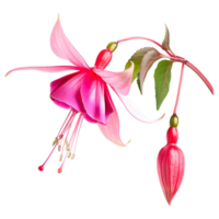 ai genererad 3d tolkning av en nicona macartney eller fuchsia blomma på transparent bakgrund - ai genererad png