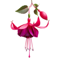 AI generated 3D Rendering of a Nicona Macartney or Fuchsia Flower on Transparent Background - Ai Generated png