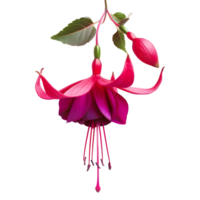 ai generado 3d representación de un nicona macartney o fucsia flor en transparente antecedentes - ai generado png