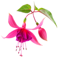 ai genererad 3d tolkning av en nicona macartney eller fuchsia blomma på transparent bakgrund - ai genererad png