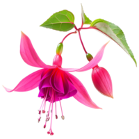 ai généré 3d le rendu de une nicone Macartney ou fuchsia fleur sur transparent Contexte - ai généré png