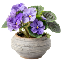 ai généré 3d le rendu de une violet pensée fleur sur transparent Contexte - ai généré png