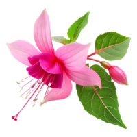 ai généré 3d le rendu de une nicone Macartney ou fuchsia fleur sur transparent Contexte - ai généré png