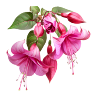 ai generiert 3d Rendern von ein nicona Macartney oder Fuchsie Blume auf transparent Hintergrund - - ai generiert png