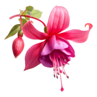 AI generated 3D Rendering of a Nicona Macartney or Fuchsia Flower on Transparent Background - Ai Generated png