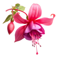 ai genererad 3d tolkning av en nicona macartney eller fuchsia blomma på transparent bakgrund - ai genererad png