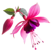 ai generiert 3d Rendern von ein nicona Macartney oder Fuchsie Blume auf transparent Hintergrund - - ai generiert png