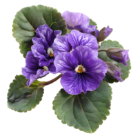 ai généré 3d le rendu de une violet pensée fleur sur transparent Contexte - ai généré png