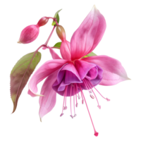 ai generado 3d representación de un nicona macartney o fucsia flor en transparente antecedentes - ai generado png