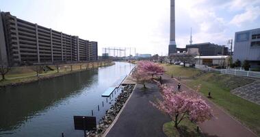 Kawazu cherry blossoms in full bloom at the park wide shot video