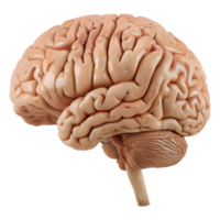 AI generated 3D Rendering of a Human Brain on Transparent Background - Ai Generated png