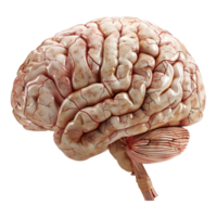 ai generato 3d interpretazione di un' umano cervello su trasparente sfondo - ai generato png