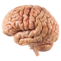 AI generated 3D Rendering of a Human Brain on Transparent Background - Ai Generated png