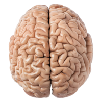 AI generated 3D Rendering of a Human Brain on Transparent Background - Ai Generated png