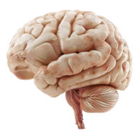 ai generado 3d representación de un humano cerebro en transparente antecedentes - ai generado png