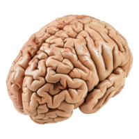 ai generado 3d representación de un humano cerebro en transparente antecedentes - ai generado png