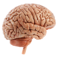 AI generated 3D Rendering of a Human Brain on Transparent Background - Ai Generated png