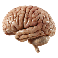 AI generated 3D Rendering of a Human Brain on Transparent Background - Ai Generated png