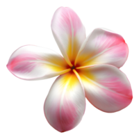 ai gerado 3d Renderização do uma frangipani flor em transparente fundo - ai gerado png