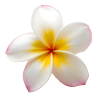 ai genererad 3d tolkning av en frangipani blomma på transparent bakgrund - ai genererad png