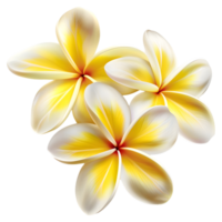ai gegenereerd 3d renderen van een frangipani bloem Aan transparant achtergrond - ai gegenereerd png