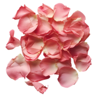 ai generiert 3d Rendern von ein Rose Blütenblätter auf transparent Hintergrund - - ai generiert png