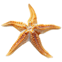 ai generato 3d interpretazione di un' stella marina su trasparente sfondo - ai generato png