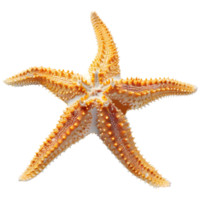 ai gerado 3d Renderização do uma estrelas do mar em transparente fundo - ai gerado png