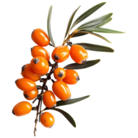 AI generated 3D Rendering of a Sallow thorn on Transparent Background - Ai Generated png