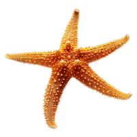 ai gerado 3d Renderização do uma estrelas do mar em transparente fundo - ai gerado png