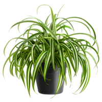 AI generated 3D Rendering of a Chlorophytum Comosum on Transparent Background - Ai Generated png
