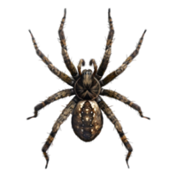 ai gerado 3d Renderização do uma Preto aranha em transparente fundo - ai gerado png