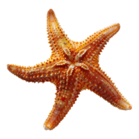 ai generado 3d representación de un estrella de mar en transparente antecedentes - ai generado png