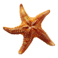 ai gerado 3d Renderização do uma estrelas do mar em transparente fundo - ai gerado png