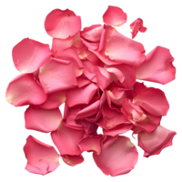 ai generiert 3d Rendern von ein Rose Blütenblätter auf transparent Hintergrund - - ai generiert png