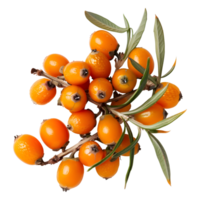 AI generated 3D Rendering of a Sallow thorn on Transparent Background - Ai Generated png