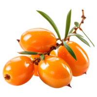 AI generated 3D Rendering of a Sallow thorn on Transparent Background - Ai Generated png