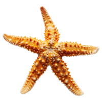 ai generato 3d interpretazione di un' stella marina su trasparente sfondo - ai generato png