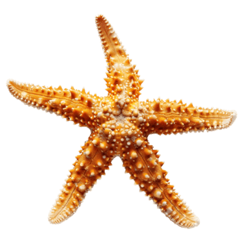 ai generato 3d interpretazione di un' stella marina su trasparente sfondo - ai generato png